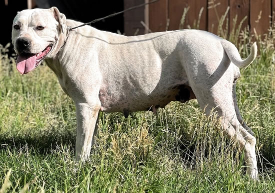 Blasco's Dottie May